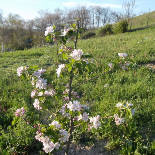 10 Meleto Nuovo In Fiore