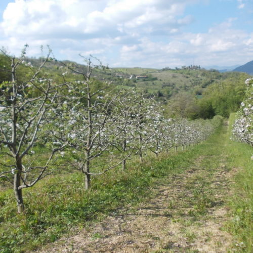 Meleto Basso In Fiore 2