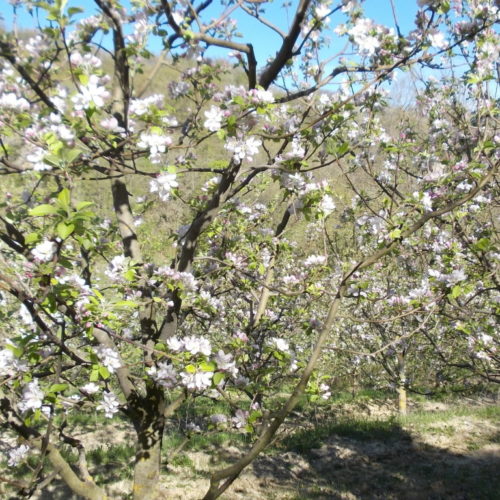 Meleto Basso In Fiore 3