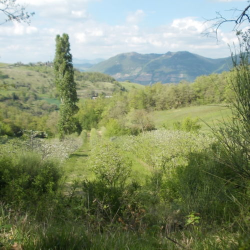 Meleto Basso In Fiore