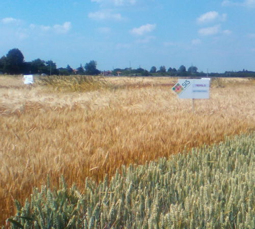 Cereali Soc.Italiana Sementi 2016