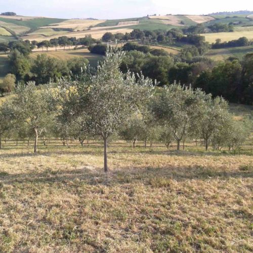 Olivi Sotto Casa