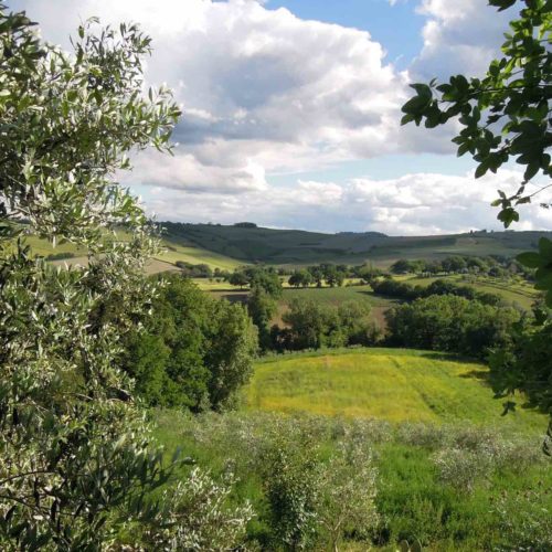 Terreno