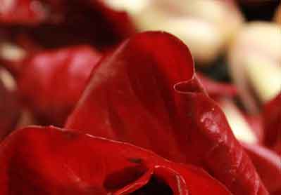 Biodinamica Nel Mondo